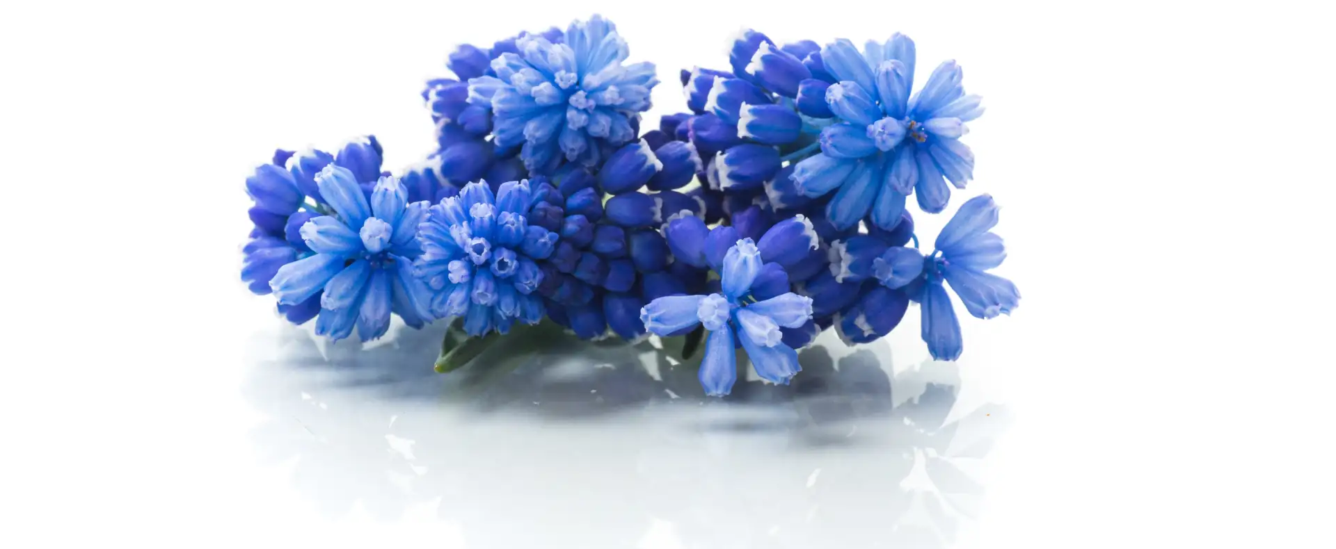 Współpraca z florystami